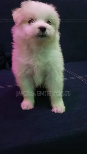 1-3 months Male Purebred Havanese