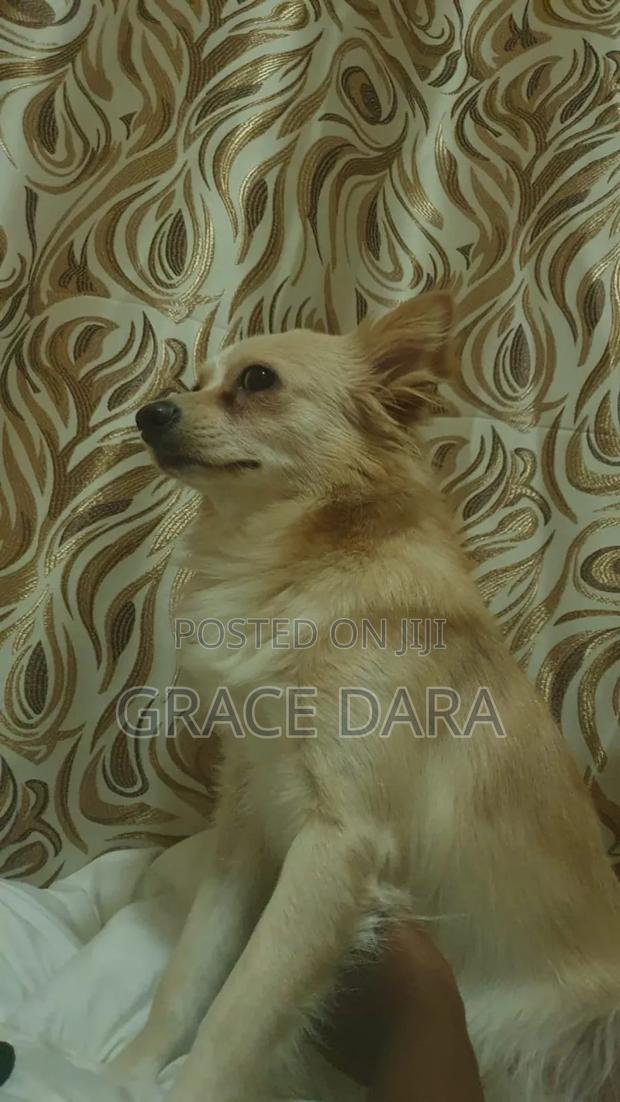1+ year Female Purebred Japanese Spitz - main view