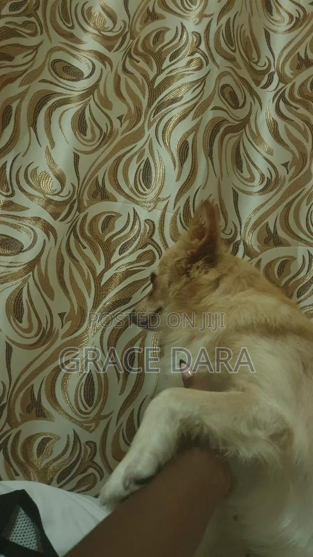 1+ year Female Purebred Japanese Spitz - thumbnail 2