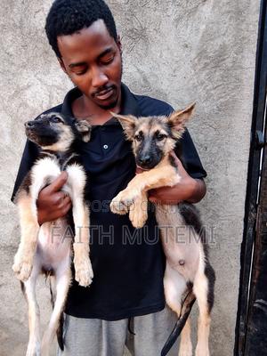 3-6 months Female Purebred German Shepherd - thumbnail 2