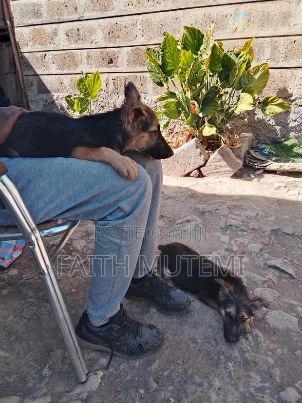 3-6 months Female Purebred German Shepherd - thumbnail 4