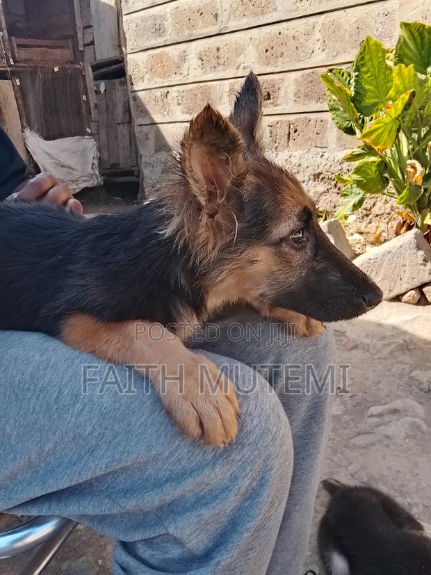 3-6 months Female Purebred German Shepherd - thumbnail 5