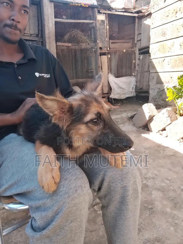 3-6 months Female Purebred German Shepherd - thumbnail 6