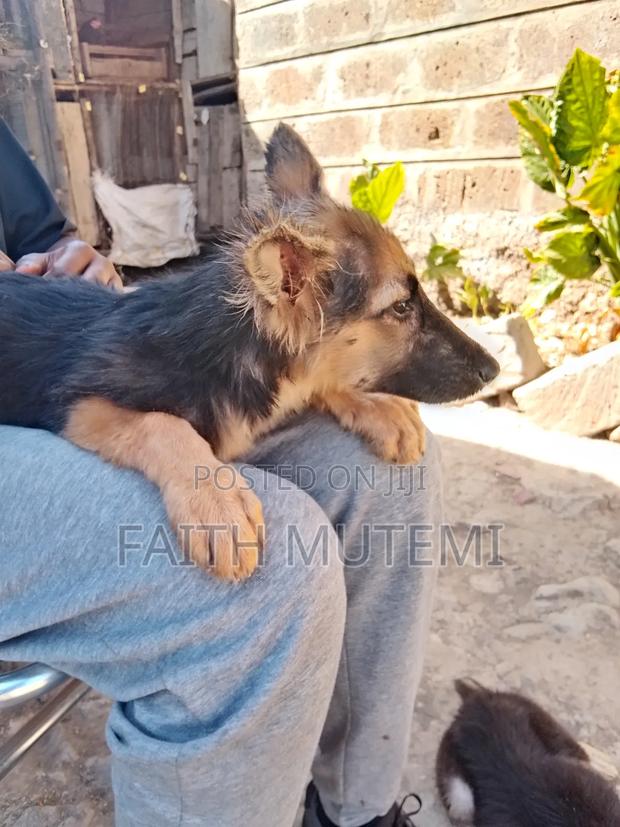 3-6 months Female Purebred German Shepherd - thumbnail 7