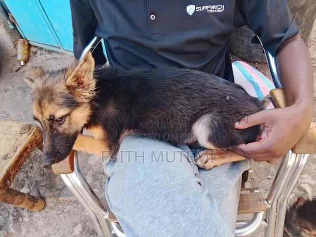3-6 months Female Purebred German Shepherd - thumbnail 8