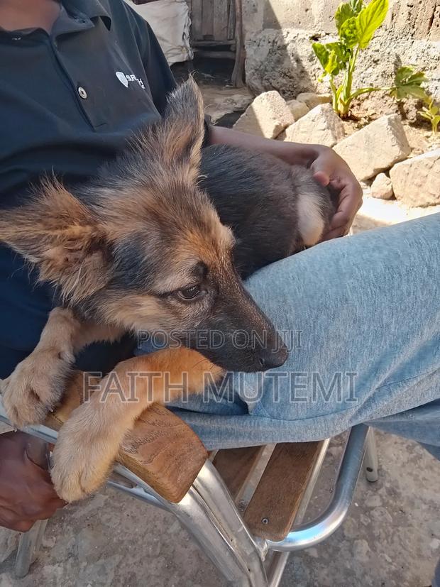 3-6 months Female Purebred German Shepherd - thumbnail 9