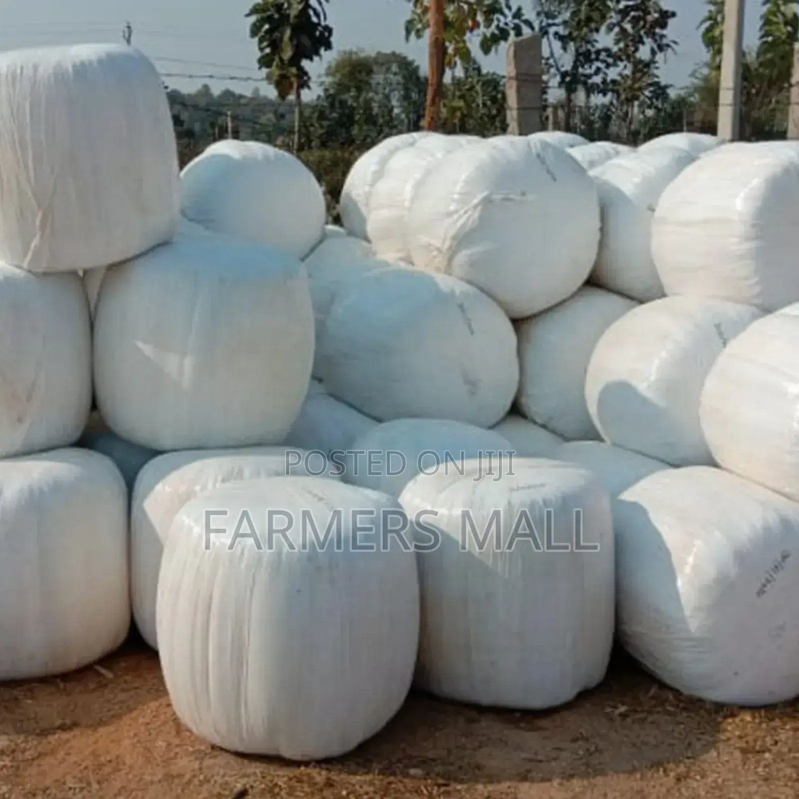 Full Corn Baled Silage