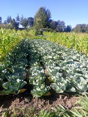 One and Quarter Land for Sale Nanyuki CBD