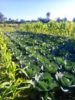 One and Quarter Land for Sale Nanyuki CBD