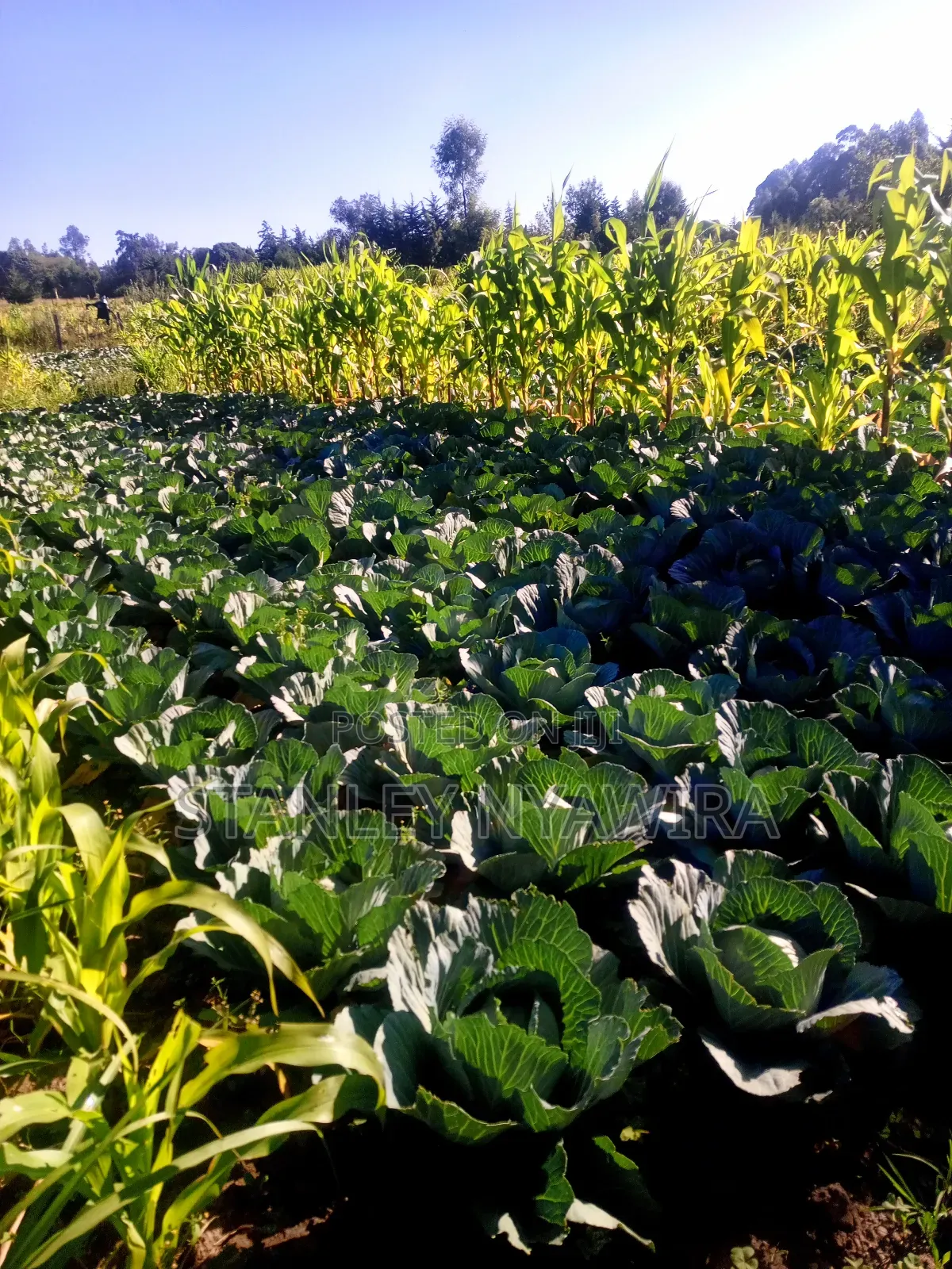 One and Quarter Land for Sale Nanyuki CBD