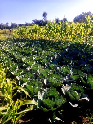 One and Quarter Land for Sale Nanyuki CBD