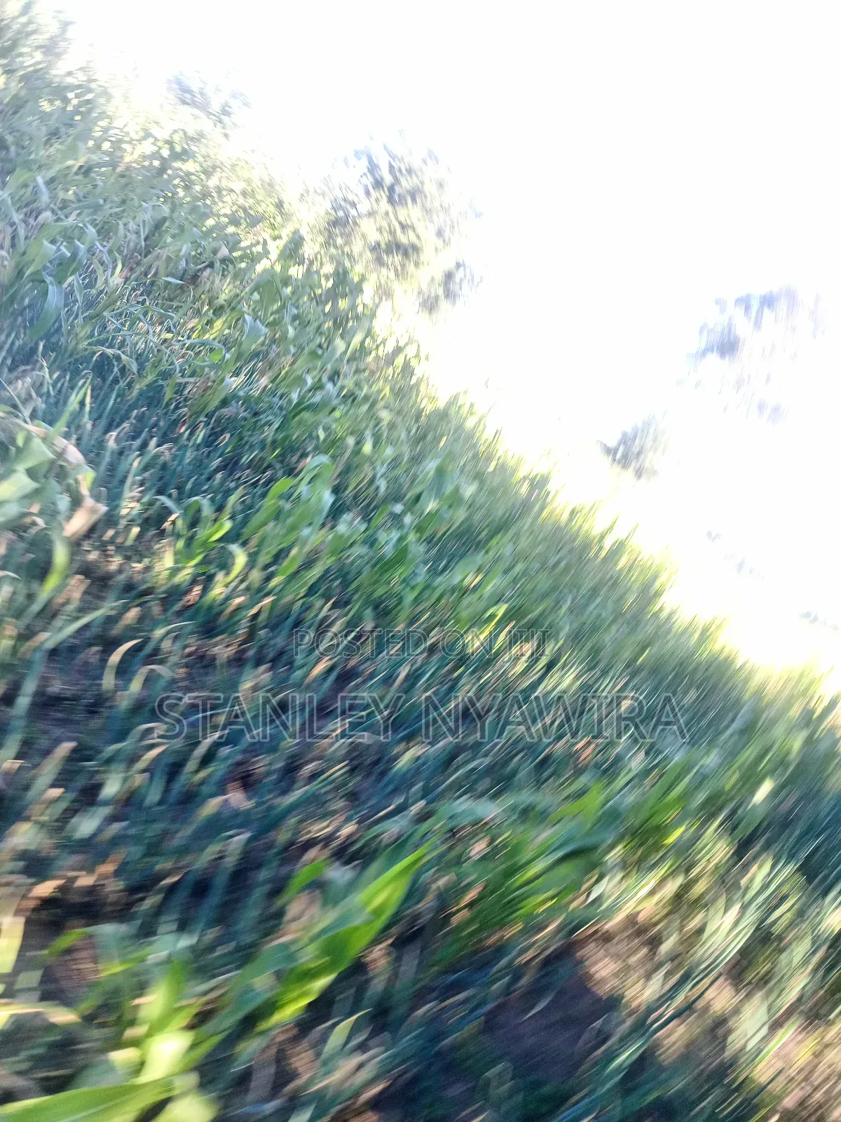 One and Quarter Land for Sale Nanyuki CBD