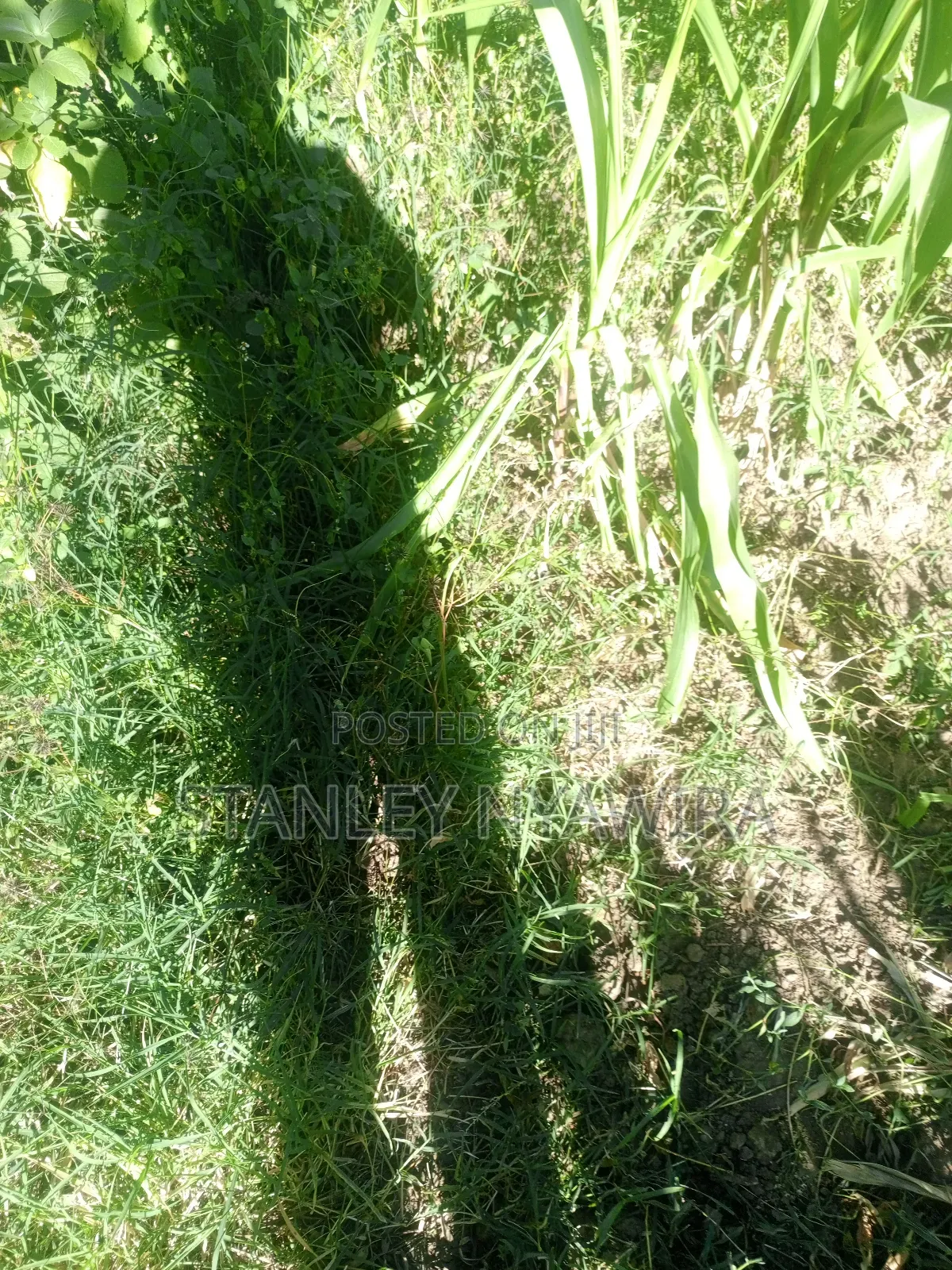 One and Quarter Land for Sale Nanyuki CBD