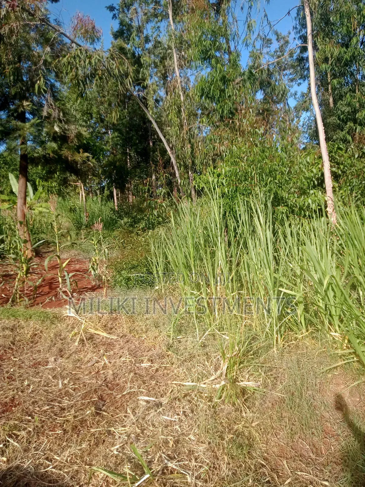 50 by 100 Plot on Sale at Maragi