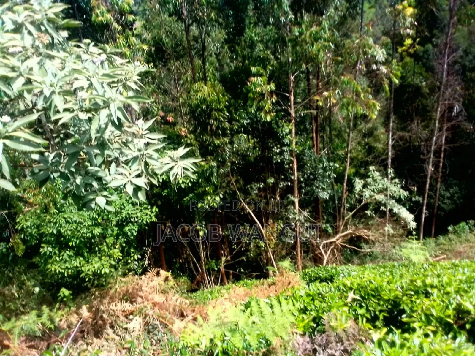Land, Quick Sale.