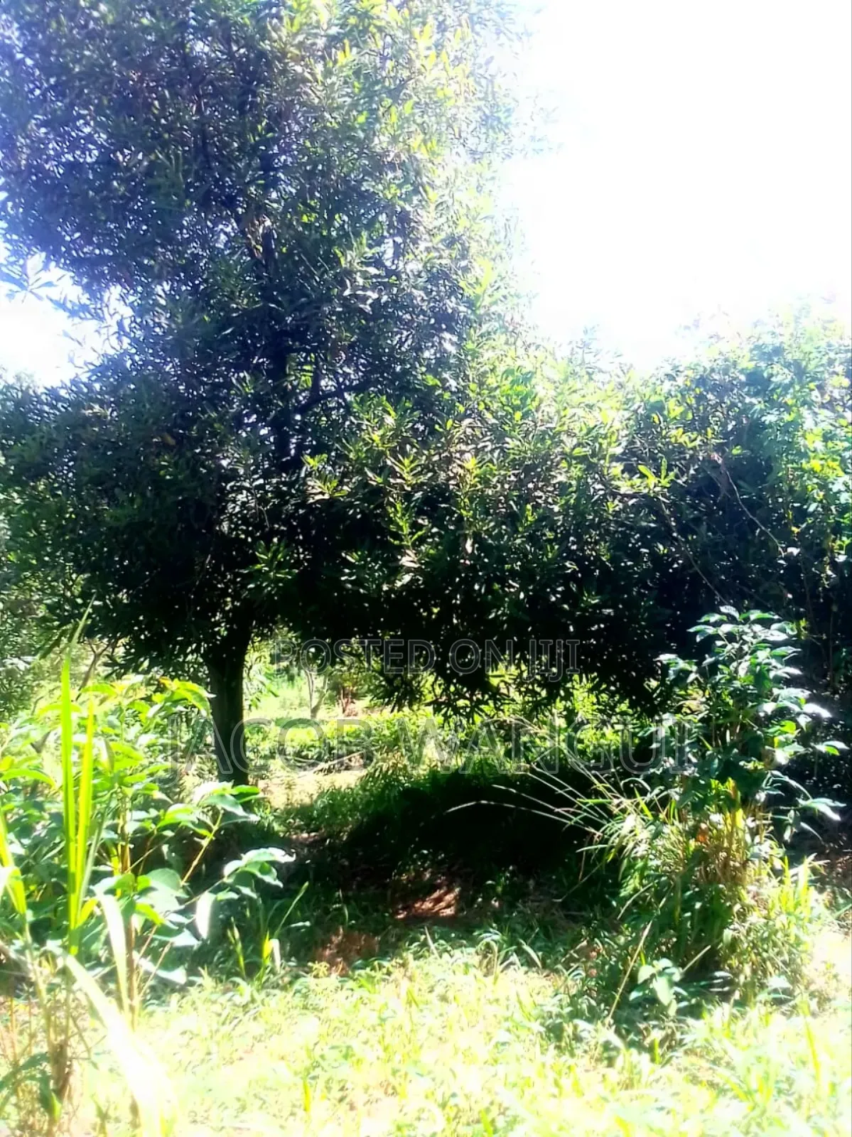 Land, Quick Sale.