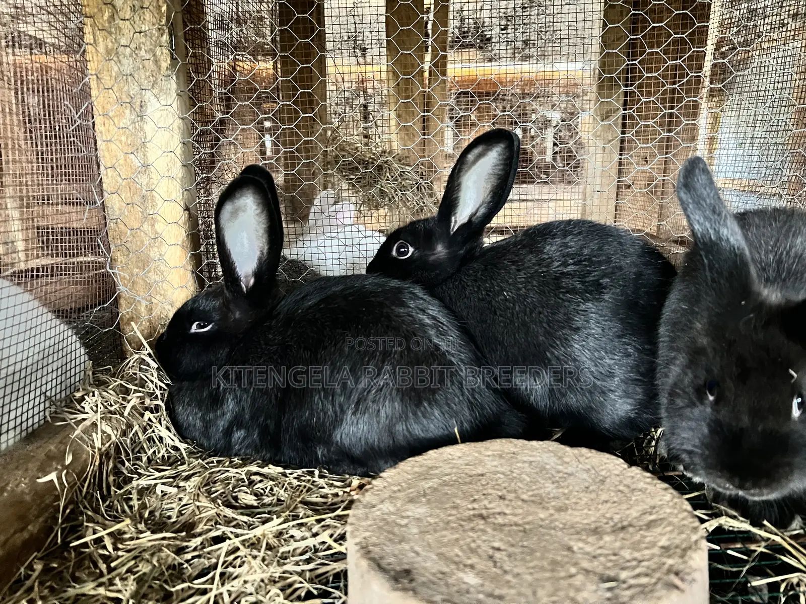 3months Rabbit Weaners