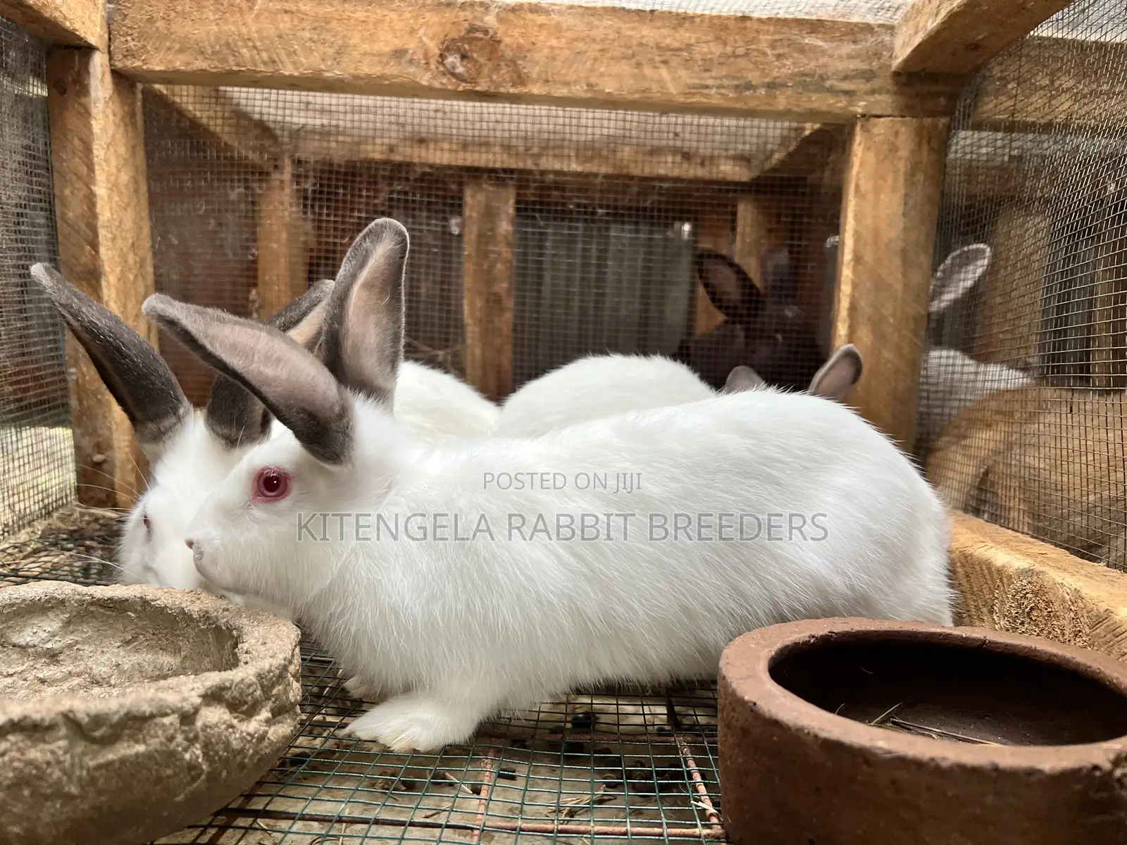 3months Rabbit Weaners