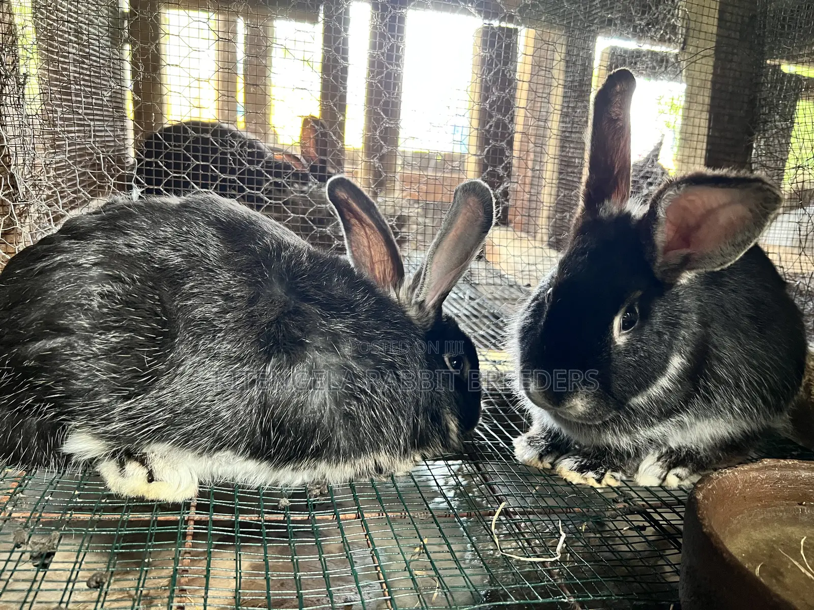 3months Rabbit Weaners