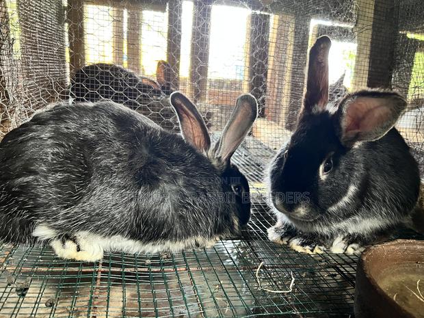 3months Rabbit Weaners - thumbnail 14