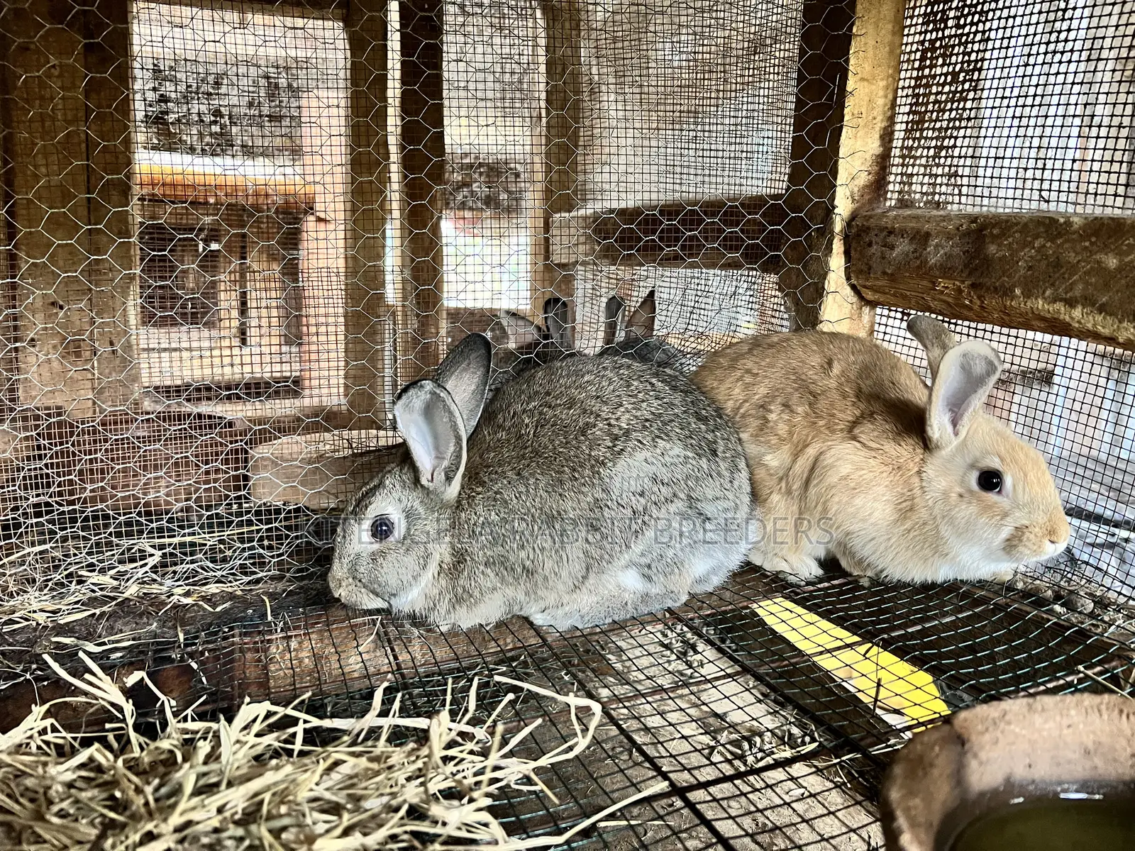 3months Rabbit Weaners