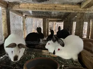 3months Rabbit Weaners