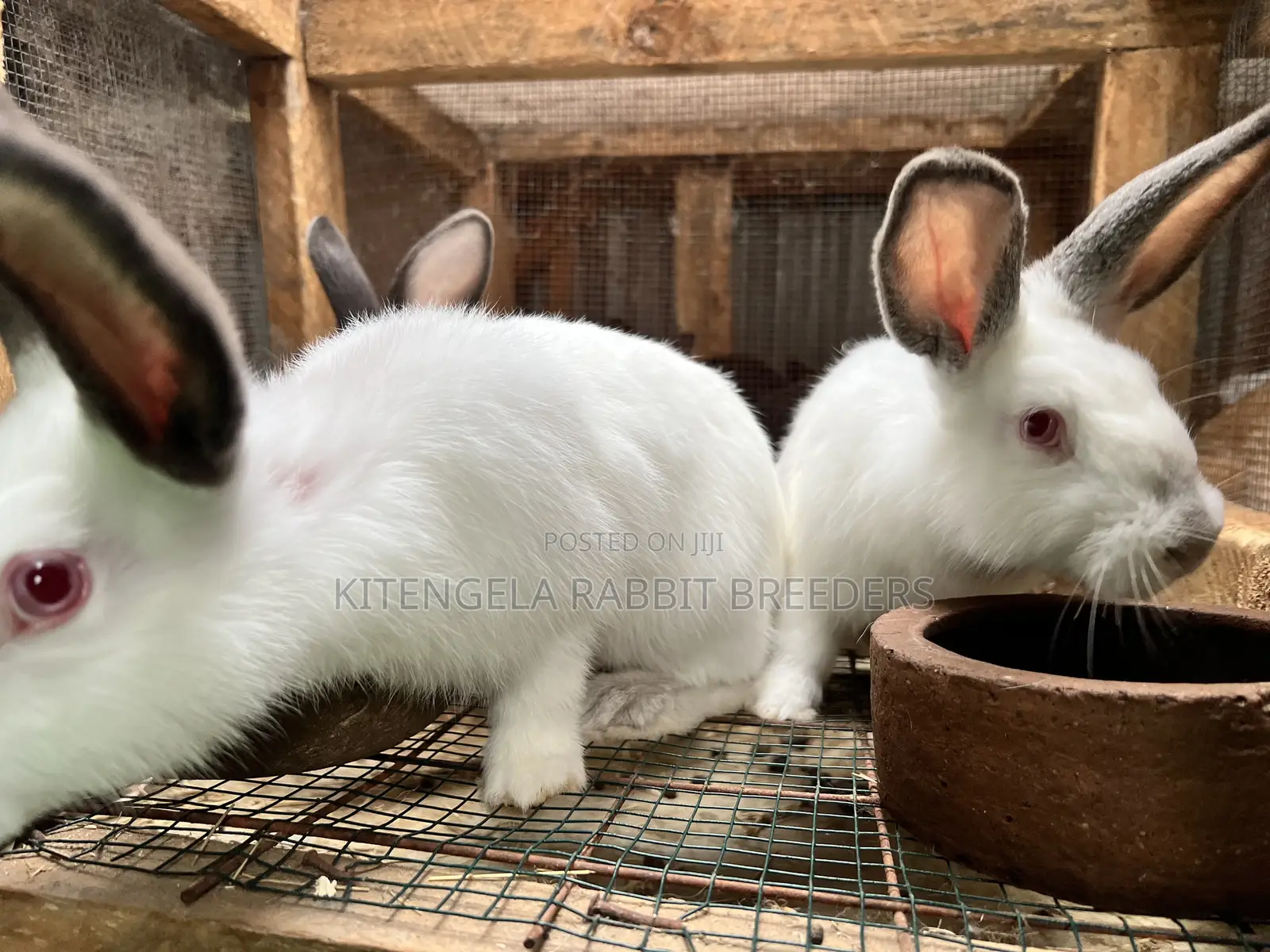 3months Rabbit Weaners