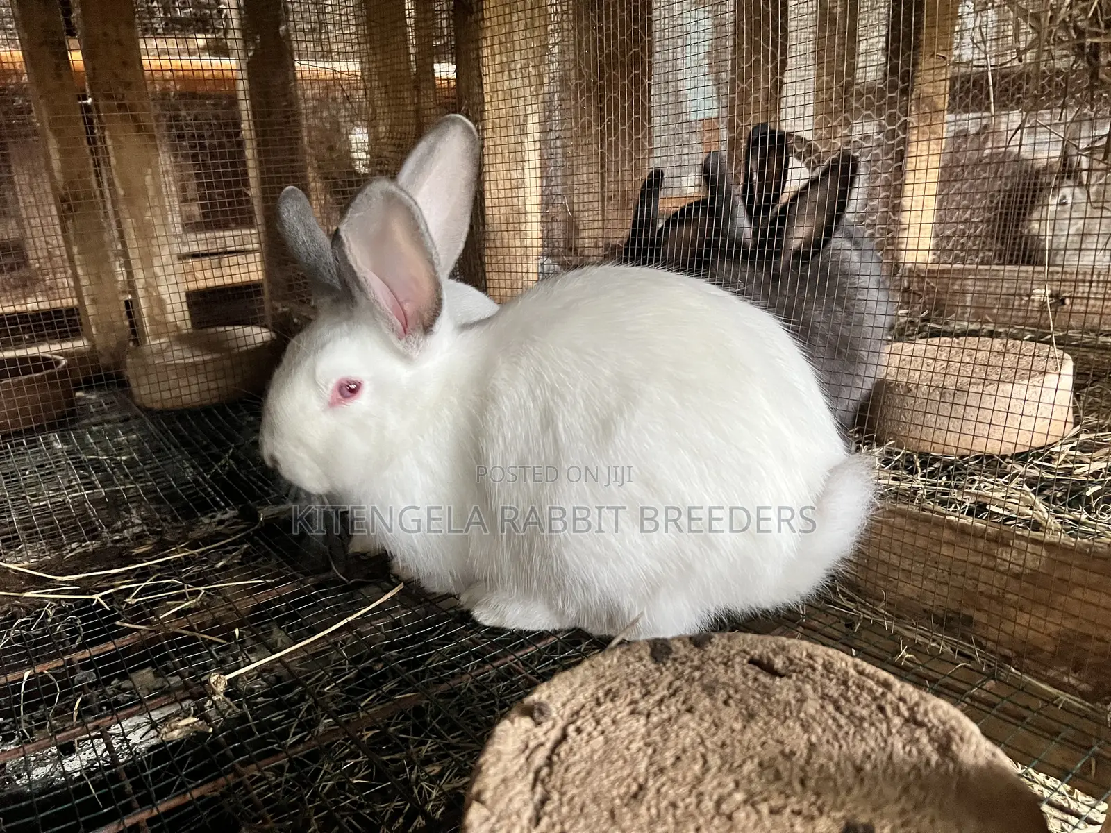 3months Rabbit Weaners