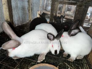 3months Rabbit Weaners - thumbnail 2