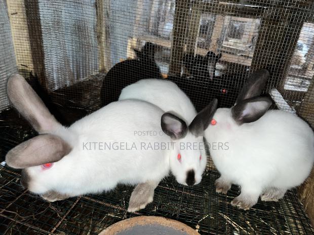 3months Rabbit Weaners - main view
