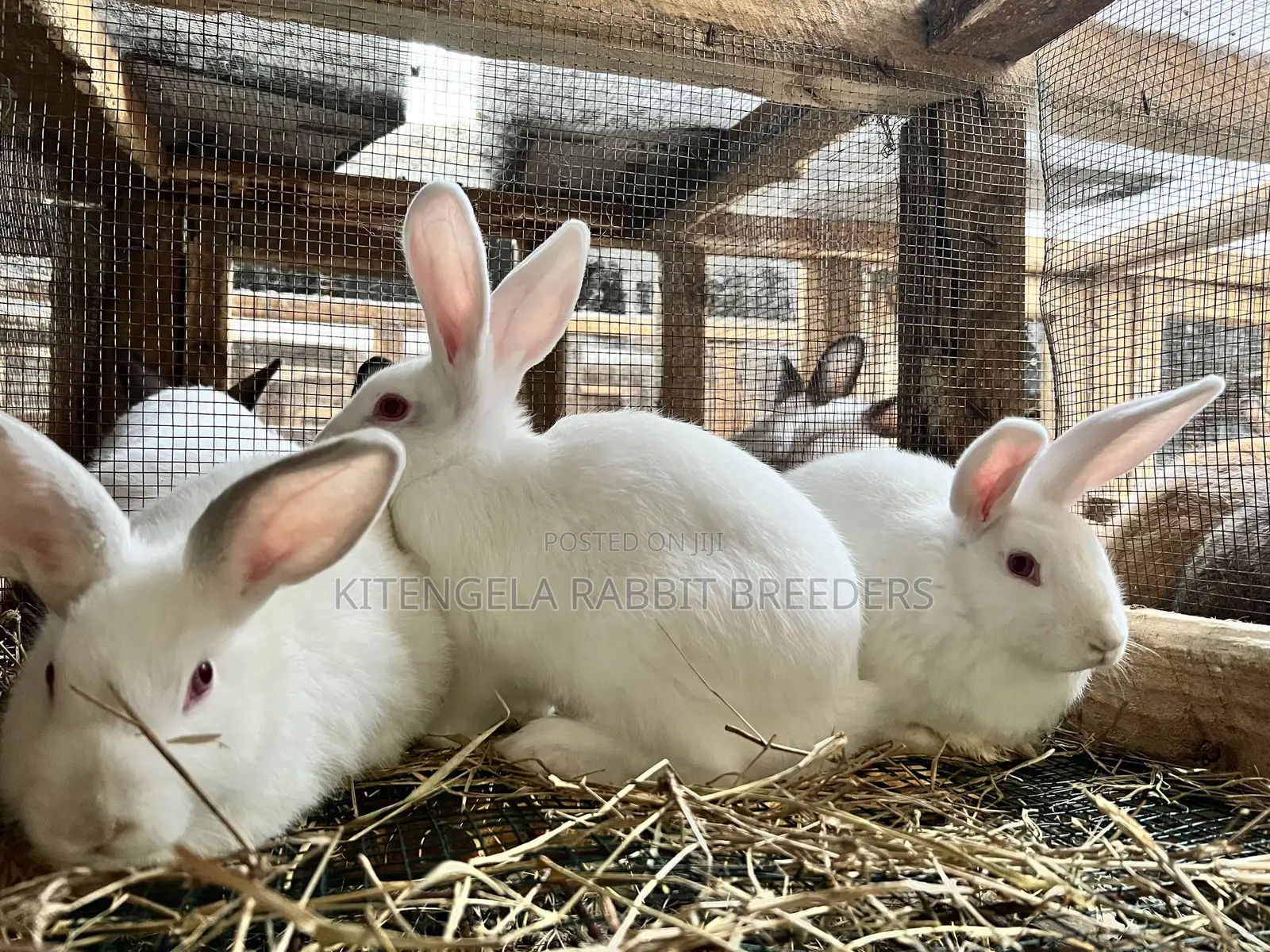 3months Rabbit Weaners