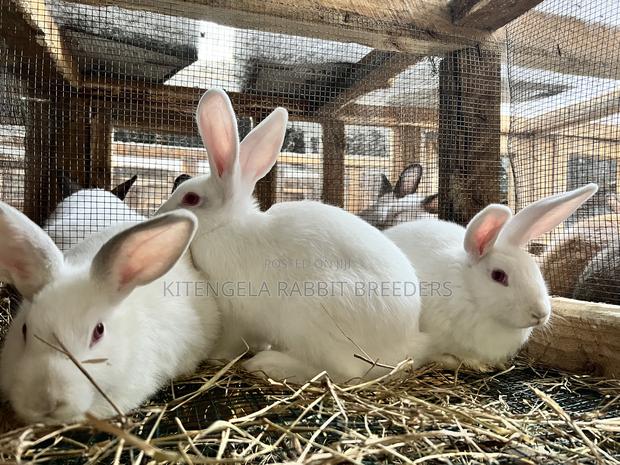3months Rabbit Weaners - thumbnail 10