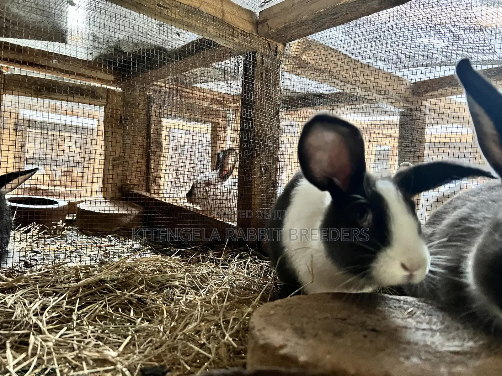 3months Rabbit Weaners