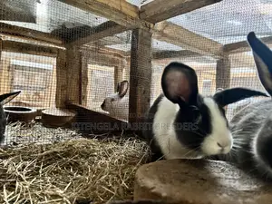 3months Rabbit Weaners