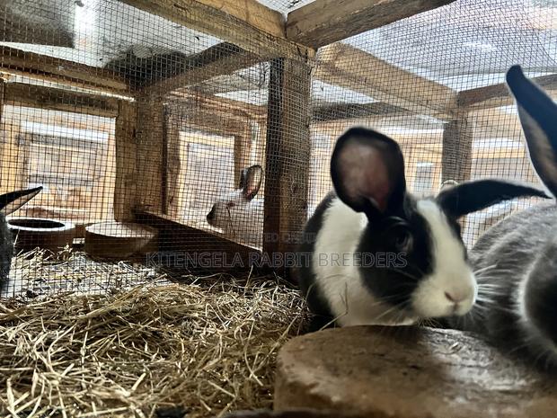 3months Rabbit Weaners - thumbnail 5