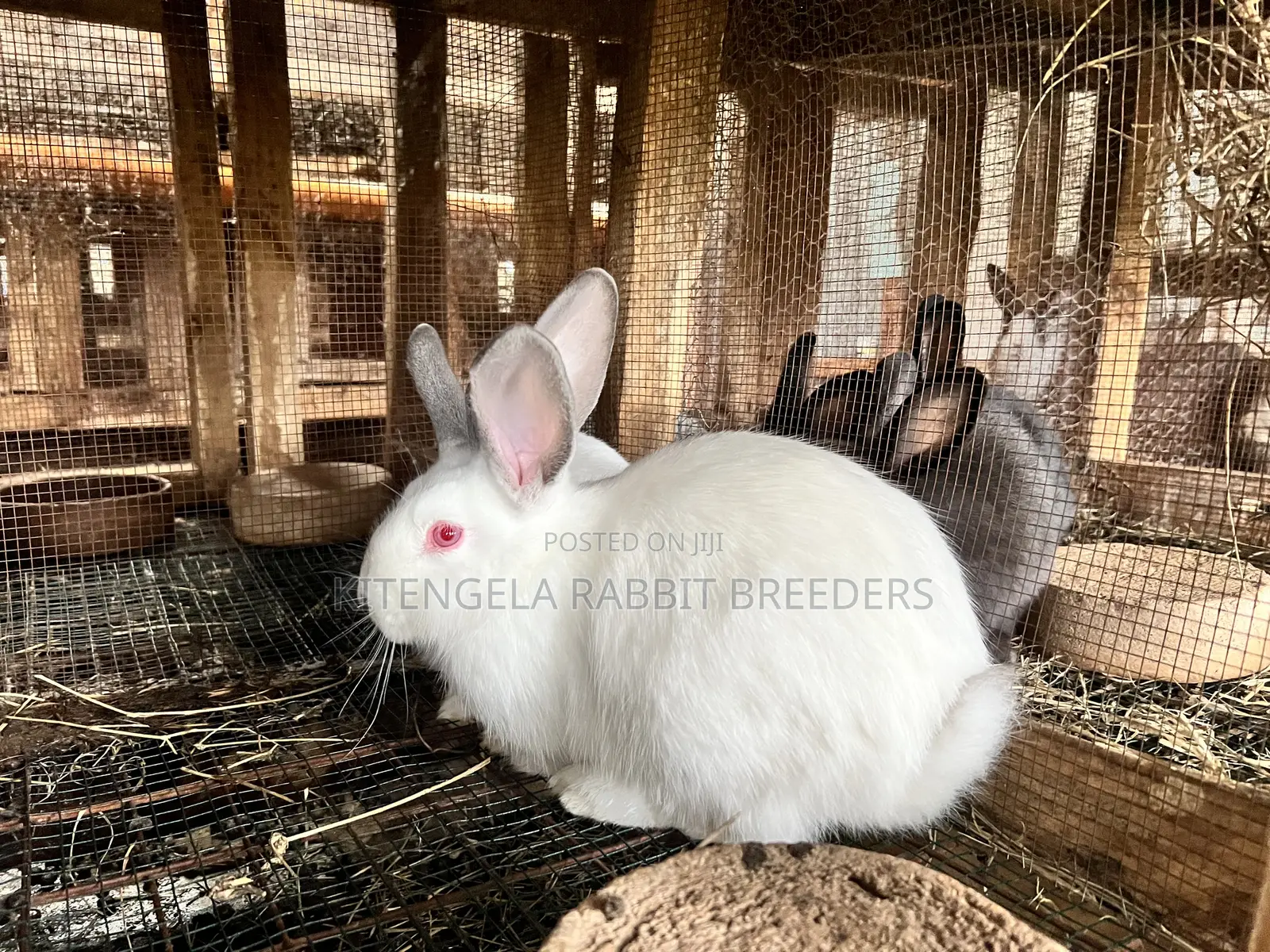 3months Rabbit Weaners