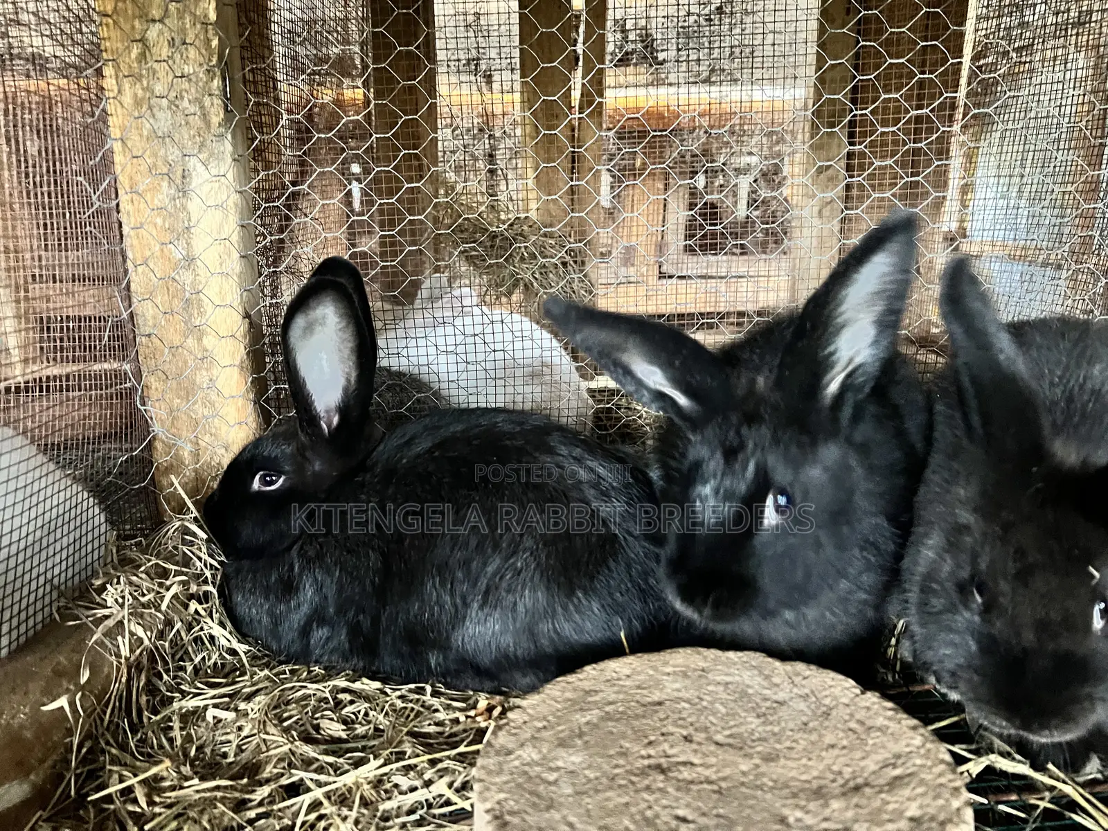 3months Rabbit Weaners