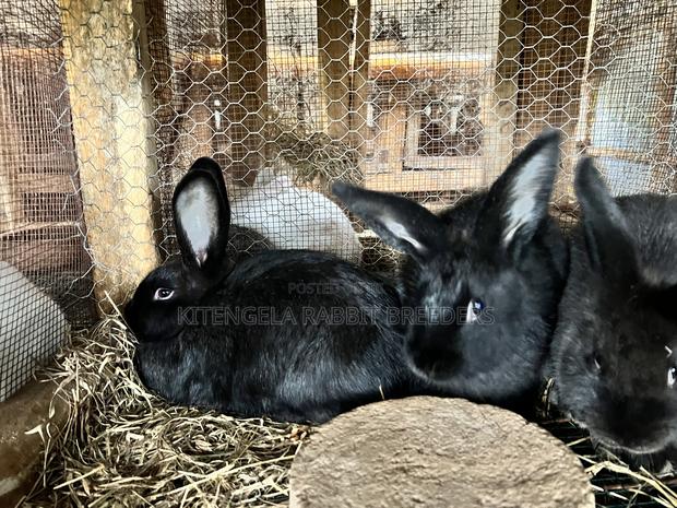 3months Rabbit Weaners - thumbnail 9