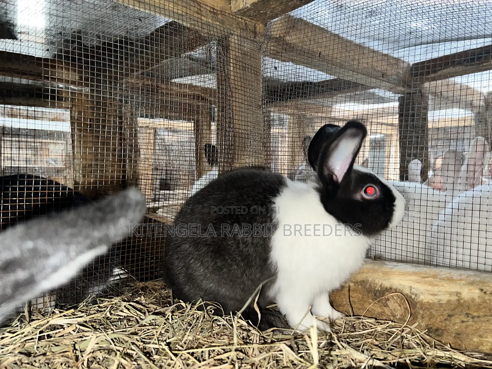 3months Rabbit Weaners