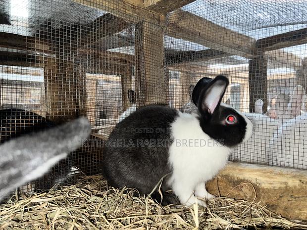 3months Rabbit Weaners - thumbnail 4