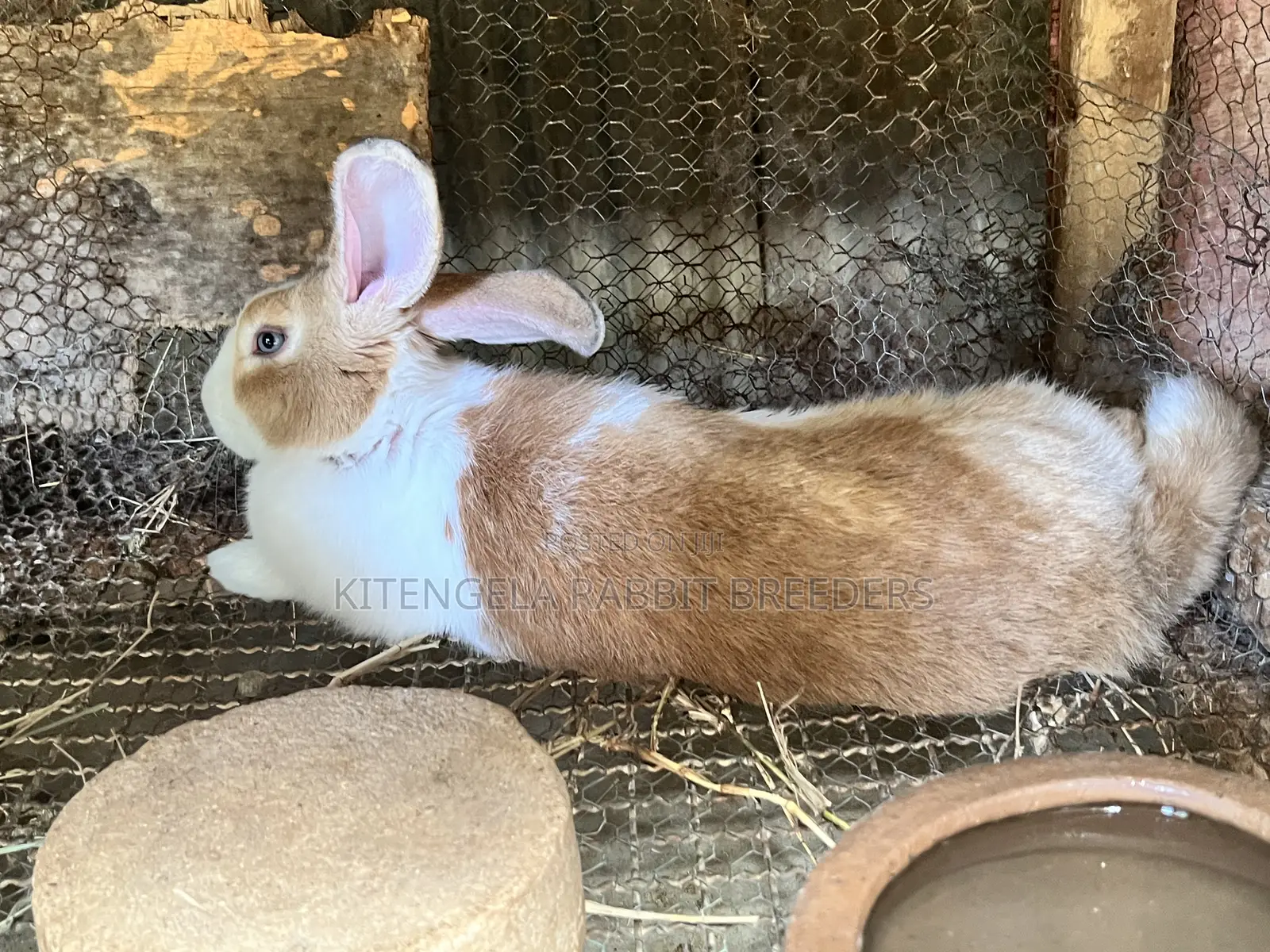 Mature Rabbits