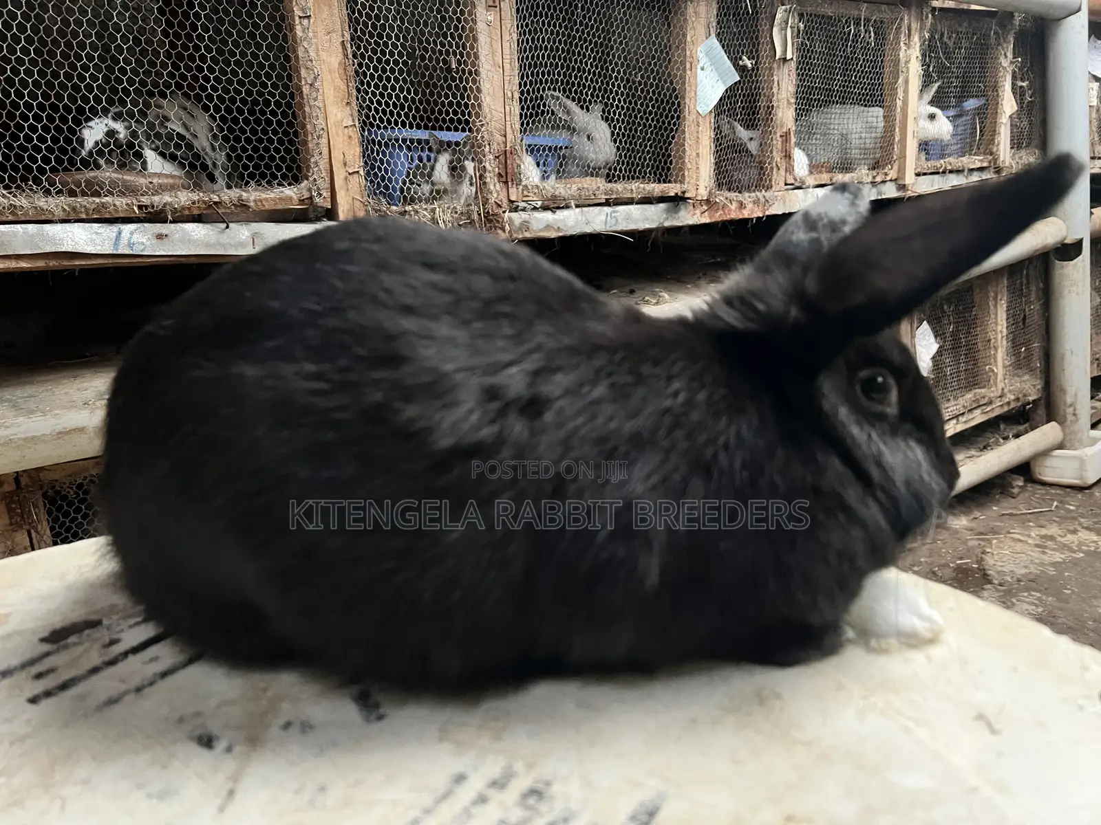 Mature Rabbits