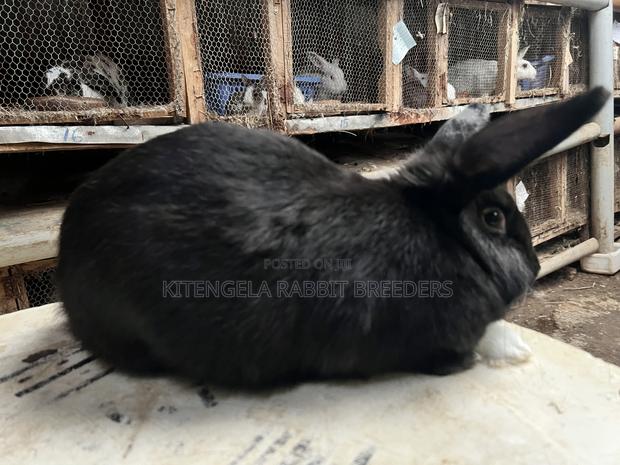 Mature Rabbits - thumbnail 19