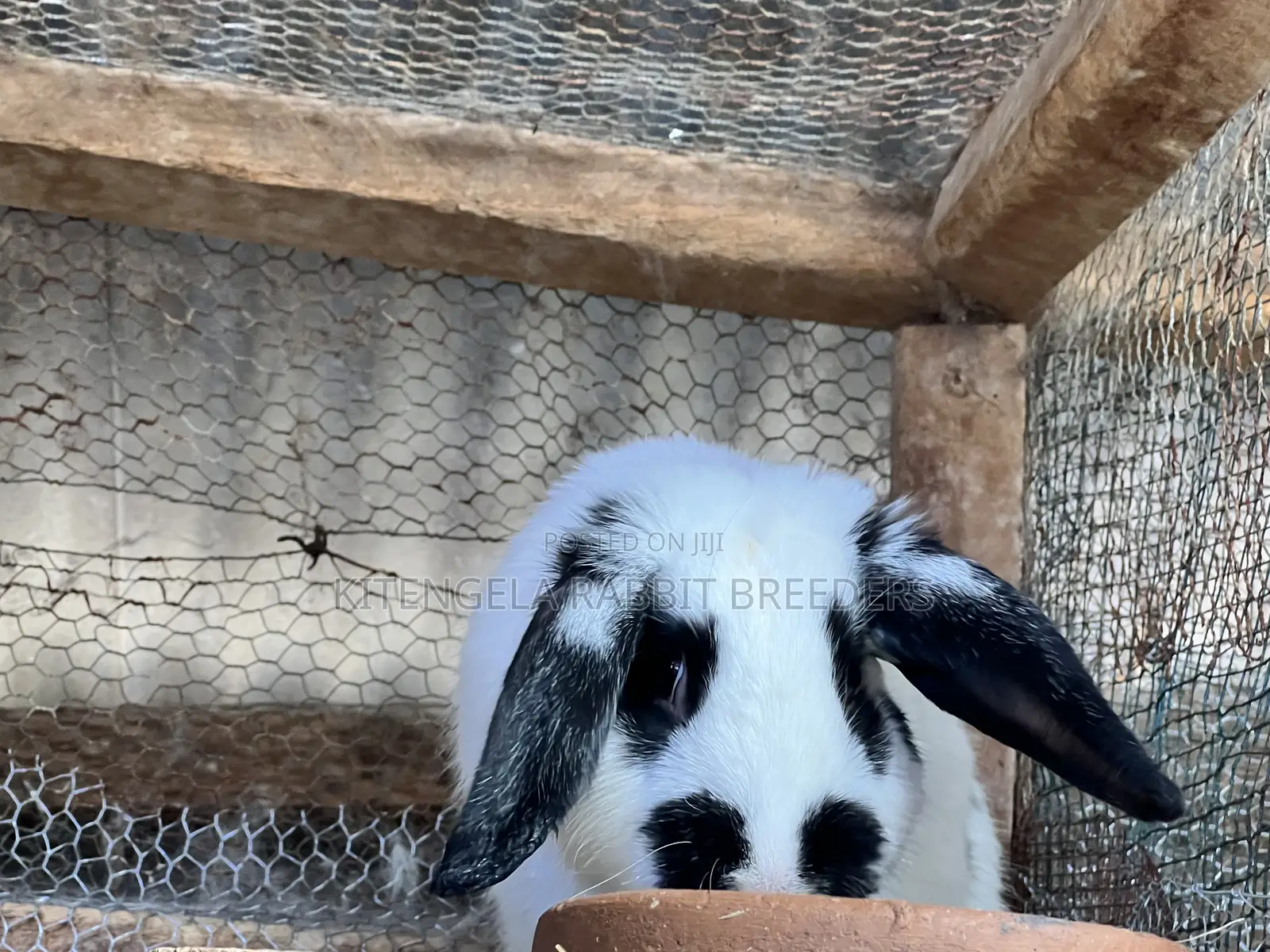 Mature Rabbits