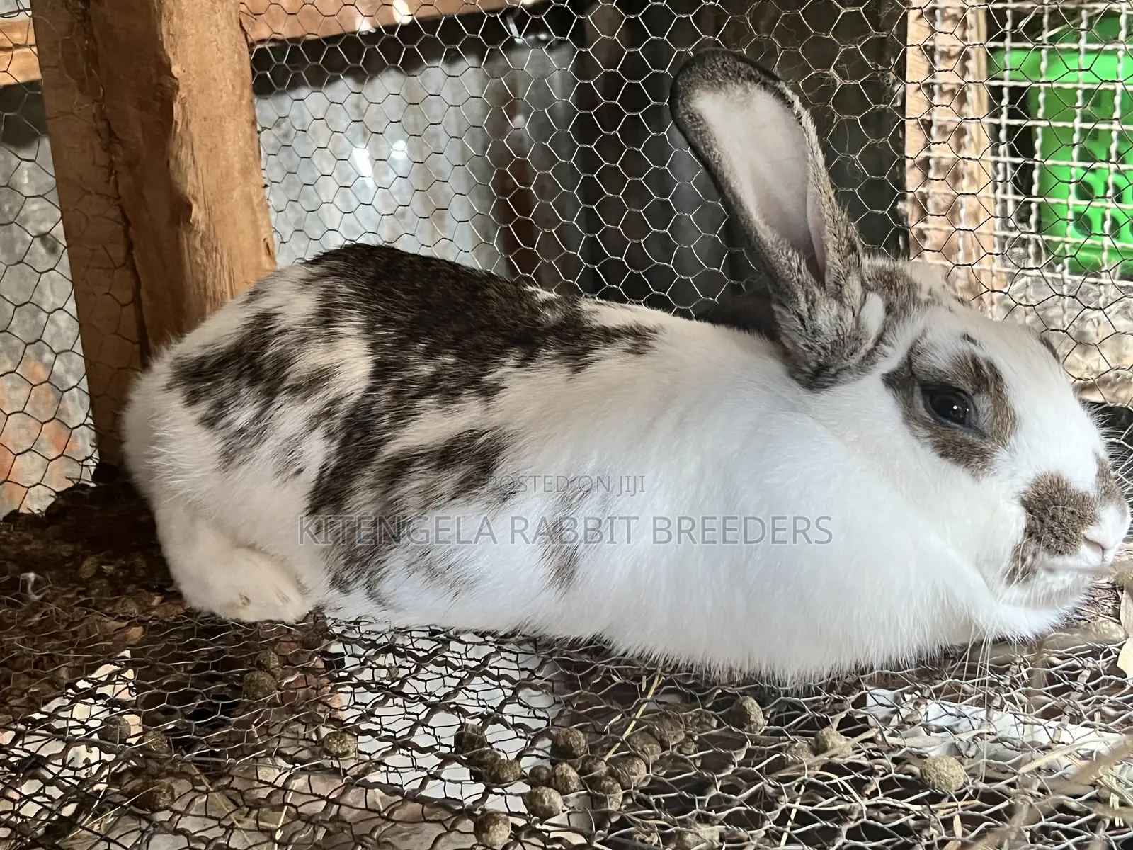 Mature Rabbits