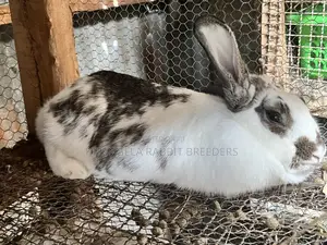 Mature Rabbits