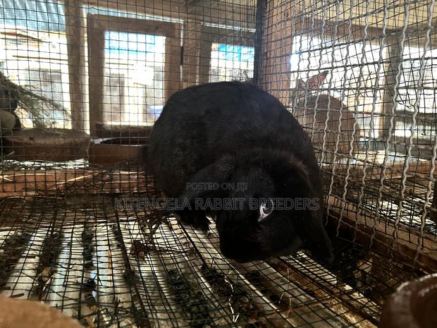 Mature Rabbits - thumbnail 8