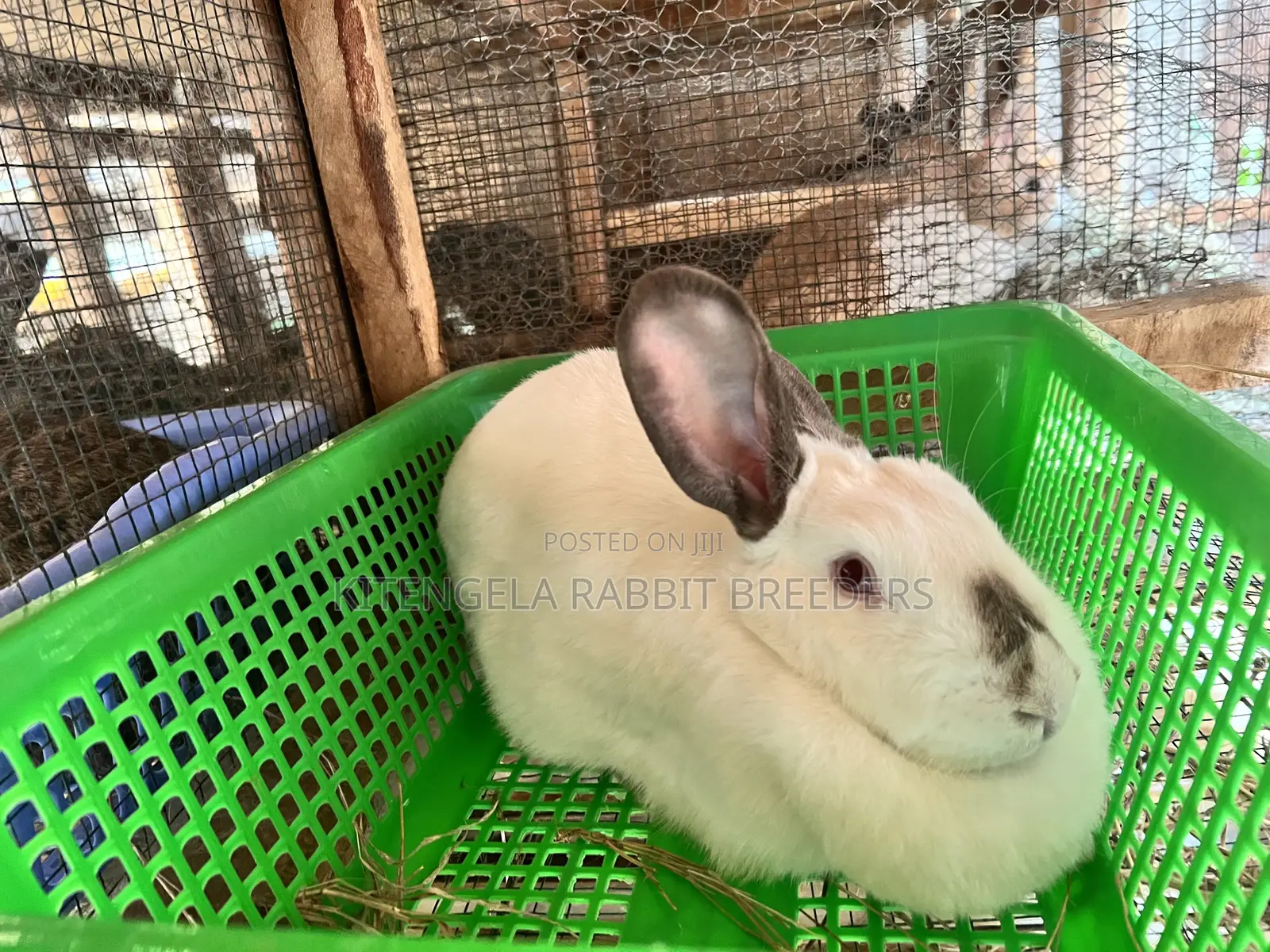 Mature Rabbits