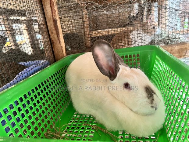 Mature Rabbits - thumbnail 7