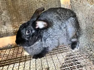 Mature Rabbits